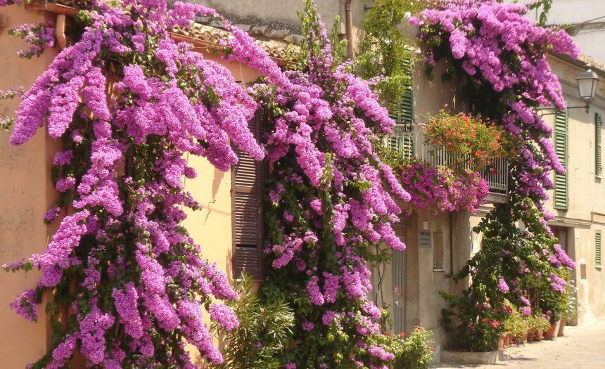 bougainvillier