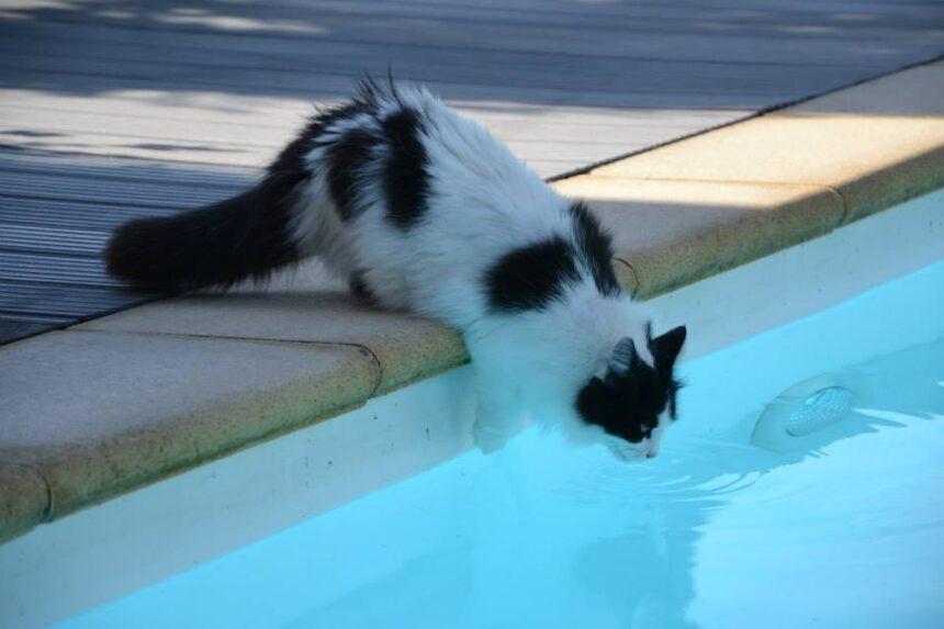 chauffer sa piscine
