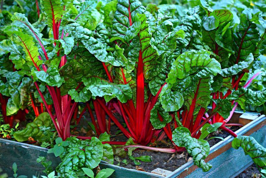 créer un potager carré