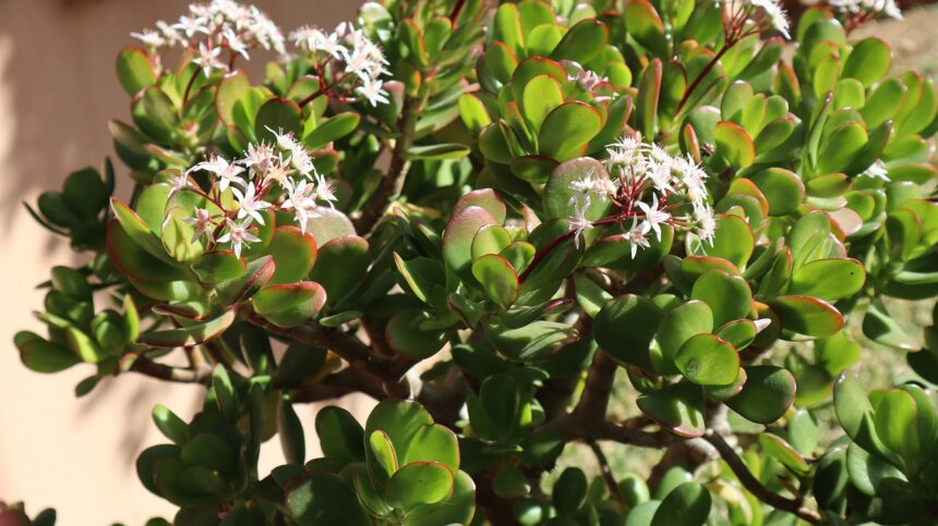 arbre de jade