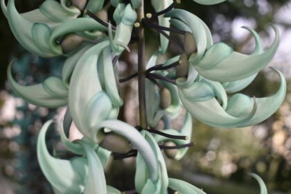 Crassula argentea