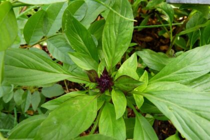 basilic thaïlandais