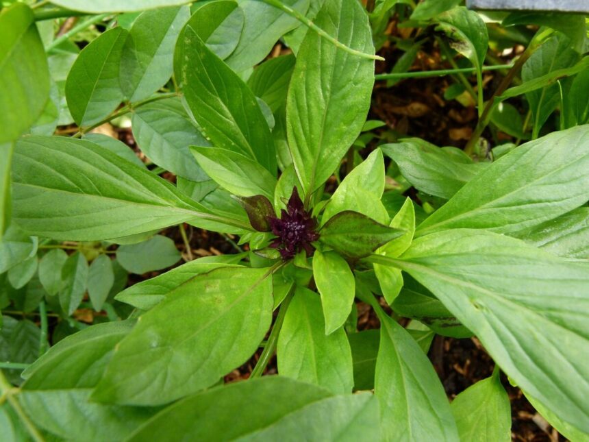 basilic thaïlandais