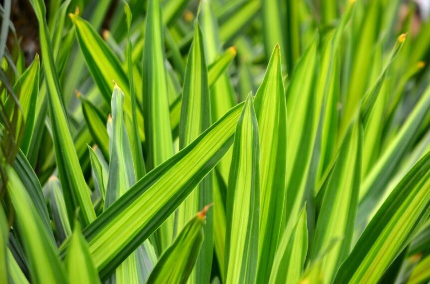 tout savoir de la plante serpent