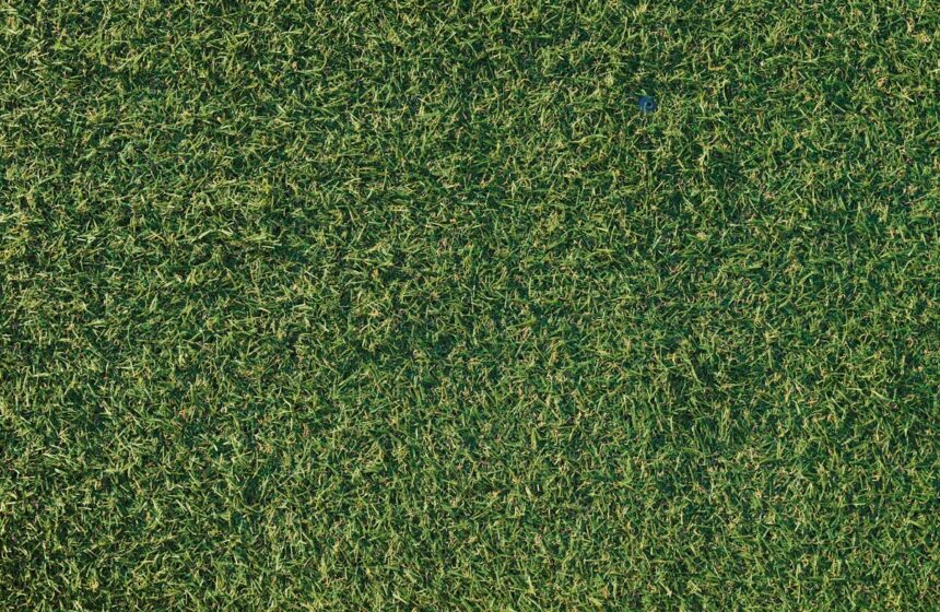 faux kikuyu avis
