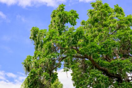 inconvénients catalpa