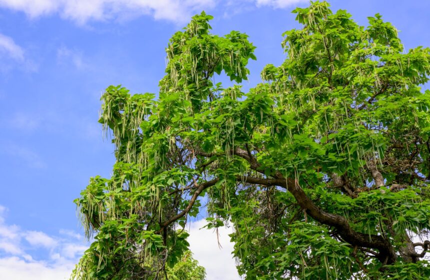 inconvénients catalpa
