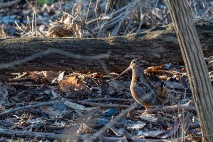 migration bécasse 2023 2024