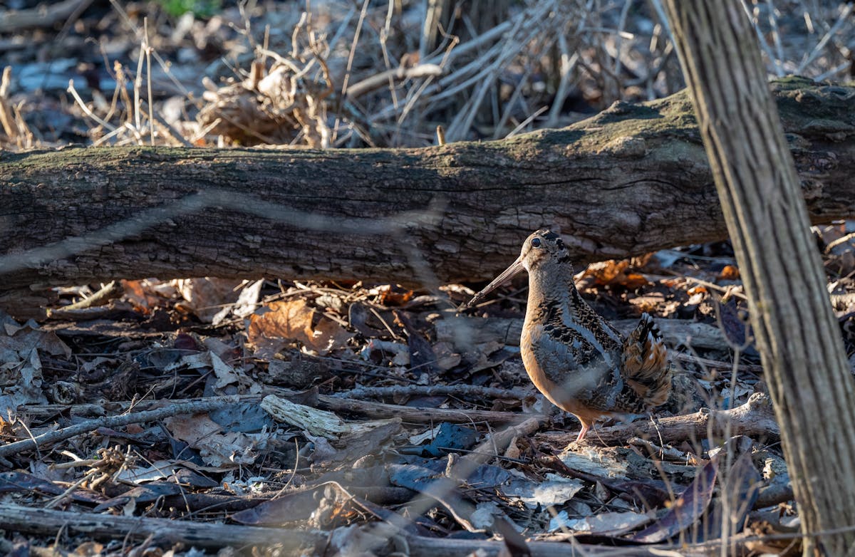 migration bécasse 2023 2024