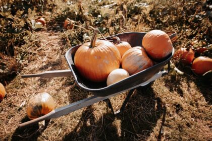pourquoi mettre du riz au pied des courgettes