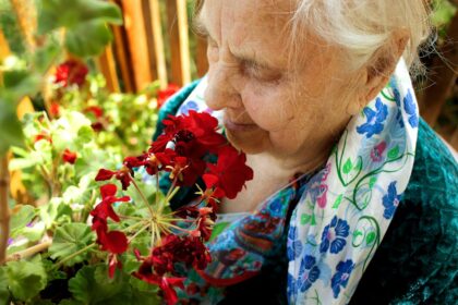 recette de grand-mère pour avoir de beaux géraniums