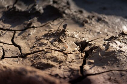 rouleau de gazon sur terre argileuse