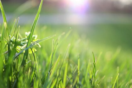 découvrez nos conseils et astuces pour un entretien optimal de votre pelouse. apprenez à choisir les meilleurs produits, à arroser efficacement et à tondre comme un pro pour obtenir un gazon luxuriant et en santé.
