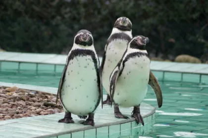 découvrez les avantages d'une enclosure de piscine : sécurité accrue, protection contre les intempéries, réduction de l'entretien et prolongation de la saison de baignade. transformez votre espace de baignade en un lieu sûr et confortable!