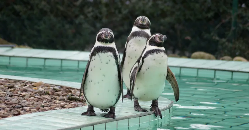 découvrez les avantages d'une enclosure de piscine : sécurité accrue, protection contre les intempéries, réduction de l'entretien et prolongation de la saison de baignade. transformez votre espace de baignade en un lieu sûr et confortable!