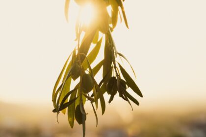 découvrez l'univers des feuilles d'olivier : leurs propriétés, bienfaits pour la santé, et différentes utilisations. apprenez comment intégrer ces feuilles riches en antioxydants dans votre quotidien pour un mode de vie sain et naturel.