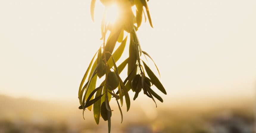 découvrez l'univers des feuilles d'olivier : leurs propriétés, bienfaits pour la santé, et différentes utilisations. apprenez comment intégrer ces feuilles riches en antioxydants dans votre quotidien pour un mode de vie sain et naturel.