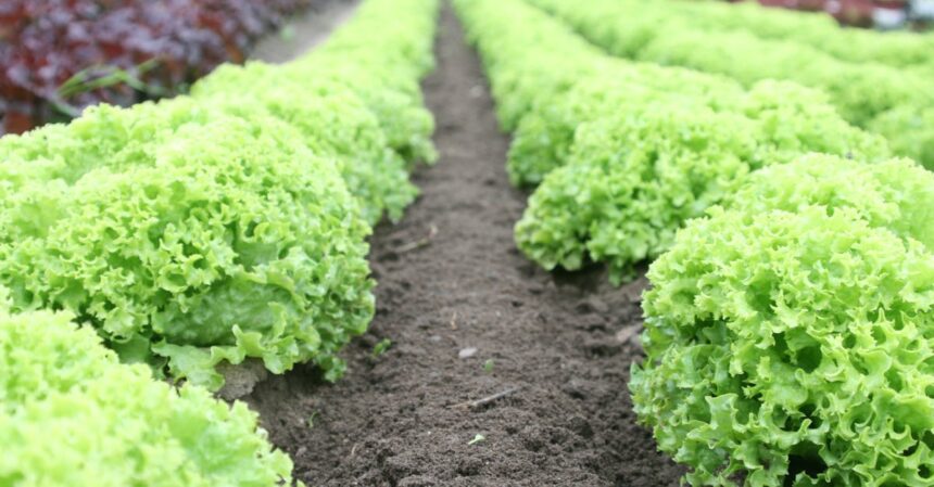 découvrez les secrets d'un jardin potager florissant ! apprenez à cultiver vos propres légumes, des conseils pour choisir les meilleures variétés, et des techniques d'entretien pour une récolte abondante. transformez votre espace extérieur en un havre de biodiversité et savourez des produits frais, sains et savoureux.
