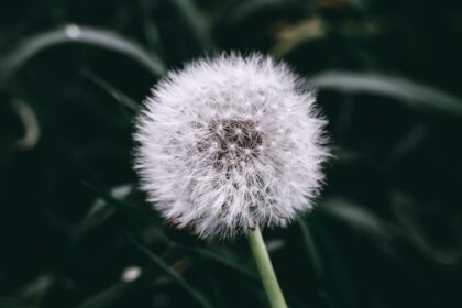 découvrez l'art de la réjuvenation des herbes, une méthode innovante pour revitaliser vos plantes aromatiques et favoriser leur croissance. apprenez des techniques simples et efficaces pour profiter d'une récolte abondante et pleine de saveurs.