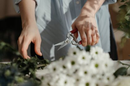 découvrez l'art de la taille des plantes avec nos conseils pratiques sur le pruning. apprenez les techniques essentielles pour entretenir vos arbustes et arbres, améliorer leur croissance et stimuler la floraison. transformez votre jardin en un espace luxuriant grâce à des méthodes de taille adaptées !
