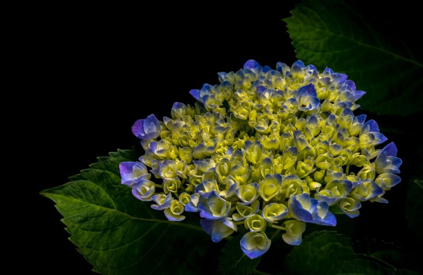 hortensia devient vert