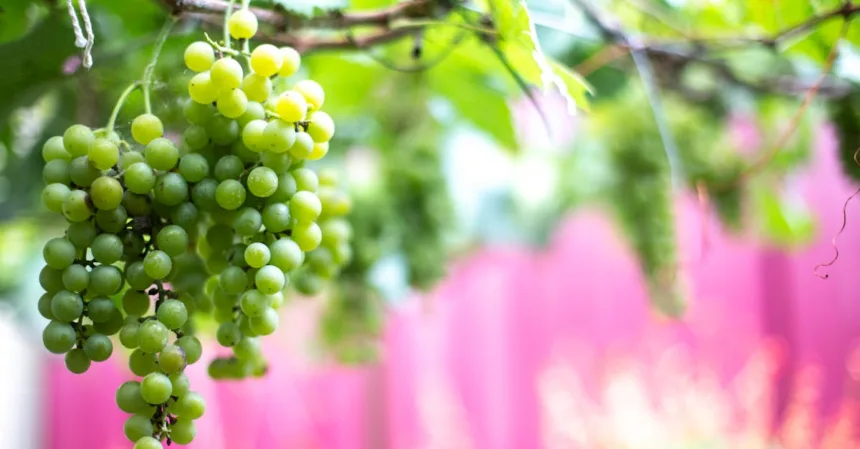 découvrez la grapevine selection, une collection soigneusement choisie de vins d'exception qui ravira les amateurs. plongez dans notre gamme exclusive et laissez-vous séduire par des saveurs uniques et des arômes envoûtants.