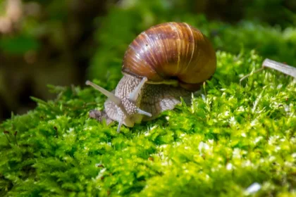 découvrez l'univers fascinant des escargots : leurs caractéristiques étonnantes, leur habitat, et des informations sur leur élevage et leur cuisine. plongez dans le monde intrigant de ces mollusques !