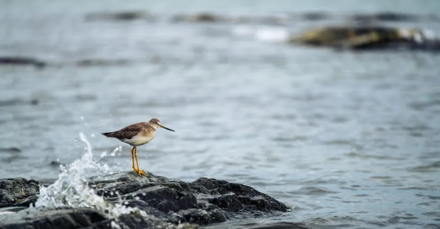 découvrez nos solutions efficaces de répulsifs pour oiseaux, conçues pour protéger vos jardins, balcons et cultures des nuisances causées par ces volatiles. profitez de conseils pratiques et de produits naturels pour garder vos espaces extérieurs sereins et sans oiseaux indésirables.