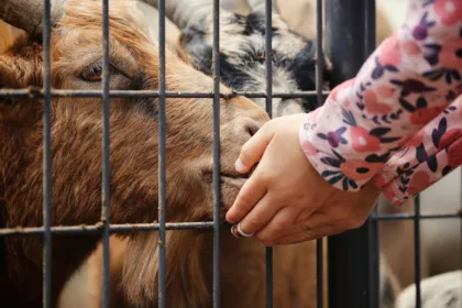 découvrez l'univers passionnant du fencing : un sport alliant technique, stratégie et élégance. que vous soyez débutant ou champion, explorez les différentes disciplines, les équipements indispensables et les bienfaits de la pratique de l'escrime.