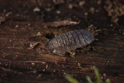découvrez tout sur les cochenilles, ces petits crustacés terrestres fascinants. apprenez leur habitat, leur comportement et leur rôle dans l'écosystème. idéal pour les passionnés de nature et de biodiversité.