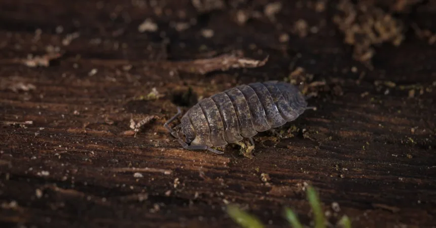 découvrez tout sur les cochenilles, ces petits crustacés terrestres fascinants. apprenez leur habitat, leur comportement et leur rôle dans l'écosystème. idéal pour les passionnés de nature et de biodiversité.