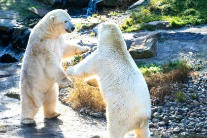 découvrez tout sur les murs porteurs : leur importance dans la structure d'un bâtiment, les moyens de les identifier et les conseils pour les modifier en toute sécurité lors de vos projets de rénovation.