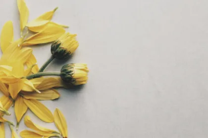 découvrez l'univers fascinant des fleurs : des variétés éclatantes aux conseils d'entretien, plongez dans la beauté et la symbolique des plantes qui embellissent notre quotidien.