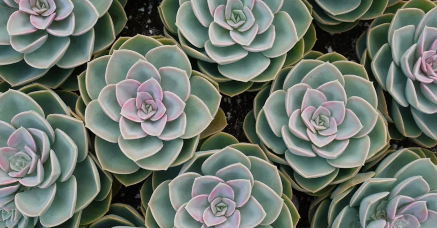 découvrez l'urban gardening, une pratique écoresponsable qui transforme les espaces urbains en oasis de verdure. apprenez à cultiver vos propres plantes, légumes et herbes aromatiques sur vos balcons, toits et jardinières. idéal pour allier nature et vie citadine, adoptez cette tendance qui fait fleurir les villes!