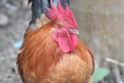 découvrez notre guide complet sur les poulaillers ! apprenez à construire, entretenir et optimiser l'espace pour vos poules, afin d'assurer leur confort et leur bien-être. idéal pour les passionnés d'élevage et les jardiniers en quête de produits frais.