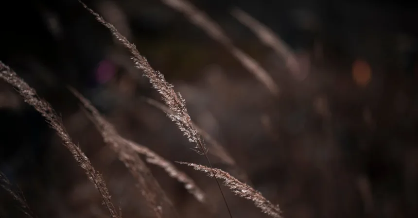 découvrez stipa tenuifolia, une graminée ornementale caractérisée par ses feuilles fines et ses inflorescences légères. idéale pour apporter une touche naturelle et élégante à votre jardin, cette plante résiste bien à la sécheresse et embellit les espaces extérieurs par sa grâce et sa fluidité.
