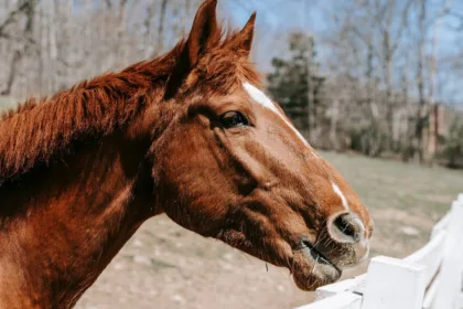 découvrez les avantages de l'utilisation de clôtures en châtaignier, une option durable et esthétique pour délimiter votre espace extérieur, offrant à la fois solidité et élégance.