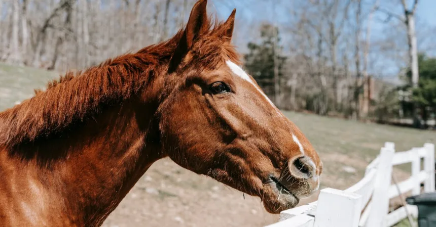 découvrez les avantages de l'utilisation de clôtures en châtaignier, une option durable et esthétique pour délimiter votre espace extérieur, offrant à la fois solidité et élégance.