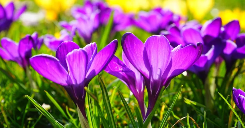 découvrez la beauté des fleurs de printemps : couleurs éclatantes, parfums envoûtants et nouvelles vies qui émergent. plongez dans un monde floral éblouissant, parfait pour célébrer la saison et s'inspirer des merveilles de la nature.