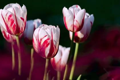 découvrez la beauté envoûtante des tulipes, ces fleurs emblématiques du printemps. apprenez tout sur leurs variétés colorées, leur culture, et comment les entretenir dans votre jardin. plongez dans le monde fascinant des tulipes et faites fleurir votre passion pour le jardinage.