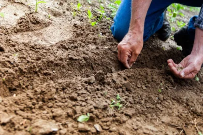 découvrez les secrets pour créer un potager florissant chez vous. apprenez à cultiver vos propres légumes, à choisir les meilleures plantes et à entretenir votre jardin pour récolter des produits frais et sains tout au long de l'année.