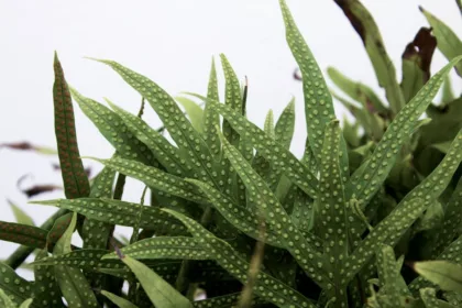 découvrez l'univers coloré et varié des bégonias, ces plantes d'intérieur et d'extérieur qui égayent vos espaces. apprenez à les cultiver, à les entretenir et à profiter de leur beauté unique tout au long de l'année.