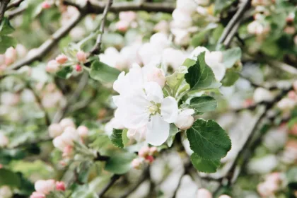 découvrez la durée de vie des cerisiers, de leur croissance à leur déclin. apprenez des conseils de culture pour prolonger la vie de votre arbre fruitier et profiter de sa beauté tout au long des saisons.