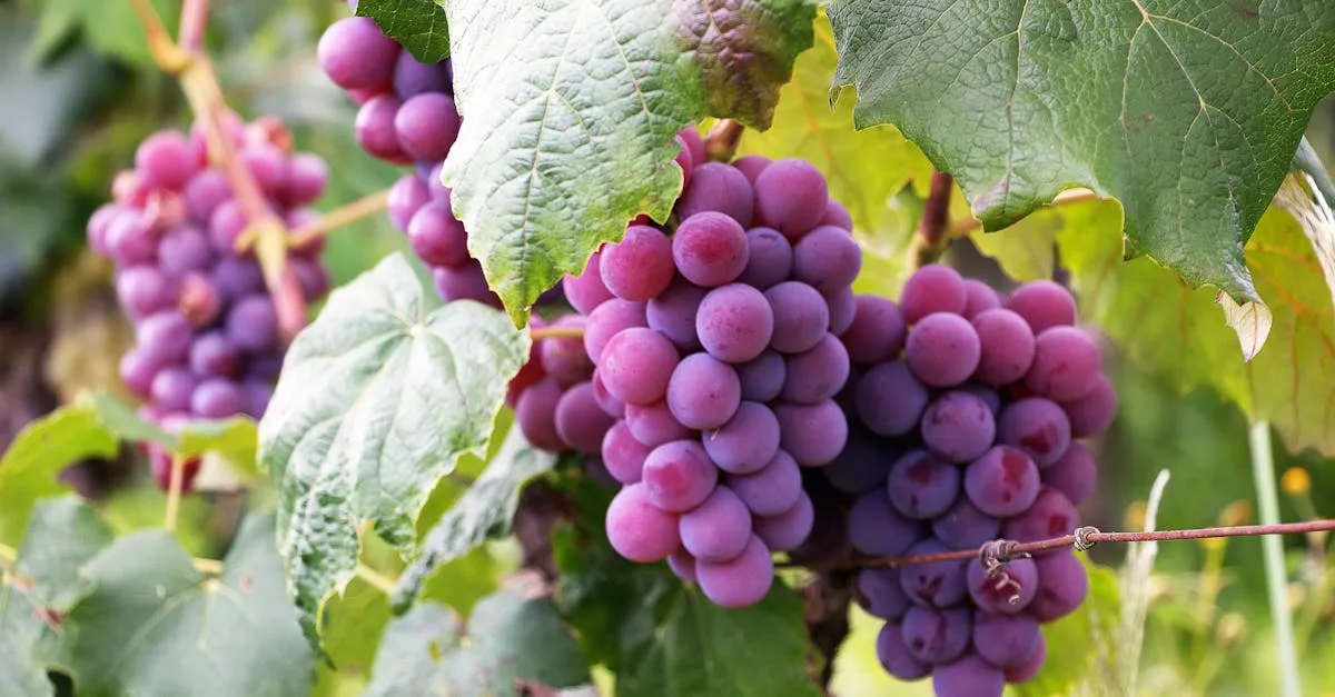 découvrez les bienfaits des fruits pour votre santé et votre bien-être. apprenez à intégrer une variété de fruits frais dans votre alimentation quotidienne pour une nutrition optimale et une énergie revitalisante.