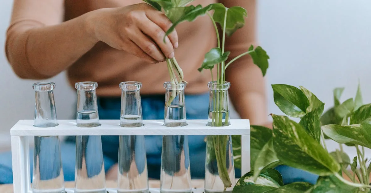 découvrez les différentes méthodes de propagation, que ce soit pour les plantes, les idées ou les tendances. apprenez comment favoriser la croissance et le partage pour maximiser votre impact.