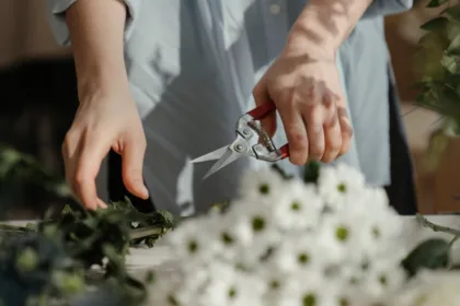 découvrez les meilleures techniques de taille pour améliorer la santé et la productivité de vos plantes. apprenez l'importance de la taille, les outils essentiels à utiliser et les conseils pratiques pour chaque type de végétation.