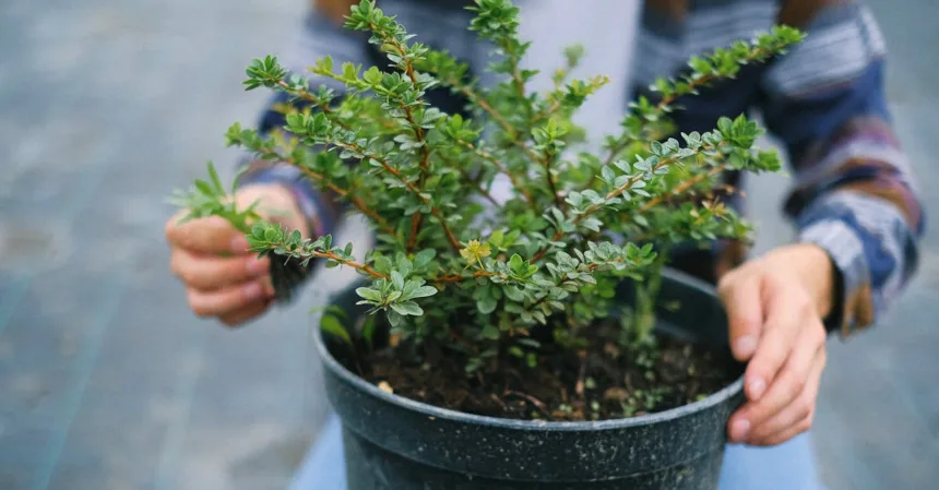 découvrez les techniques de taille essentielles pour entretenir vos plantes. apprenez l'importance de la taille pour la santé des plantes, les meilleures saisons pour le faire, et les outils nécessaires pour un jardinage réussi.