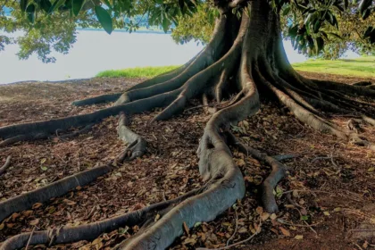 découvrez l'importance des tests de sol pour optimiser la santé de vos cultures. nos services d'analyse de sol vous aident à comprendre la composition, la fertilité et les besoins spécifiques de votre terre, garantissant ainsi une agriculture durable et productive.