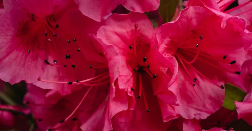 découvrez le rhododendron, une plante magnifique aux fleurs colorées qui embellit jardins et balcons. apprenez tout sur son entretien, ses variétés et son histoire.