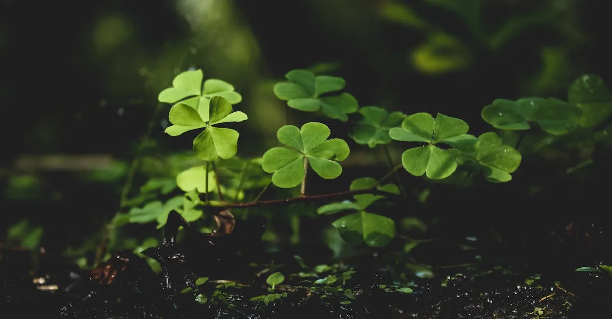 découvrez le monde fascinant des trèfles, symboles de chance et de prospérité. apprenez comment cet élégant plant peut enrichir votre jardin tout en apportant une touche de verdure et d'originalité à votre décoration intérieure.